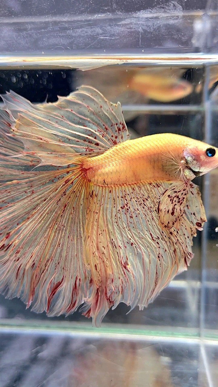 LUXURY XL HALFMOON OVERTAIL ROSETAIL YELLOW VANDA BETTA FISH