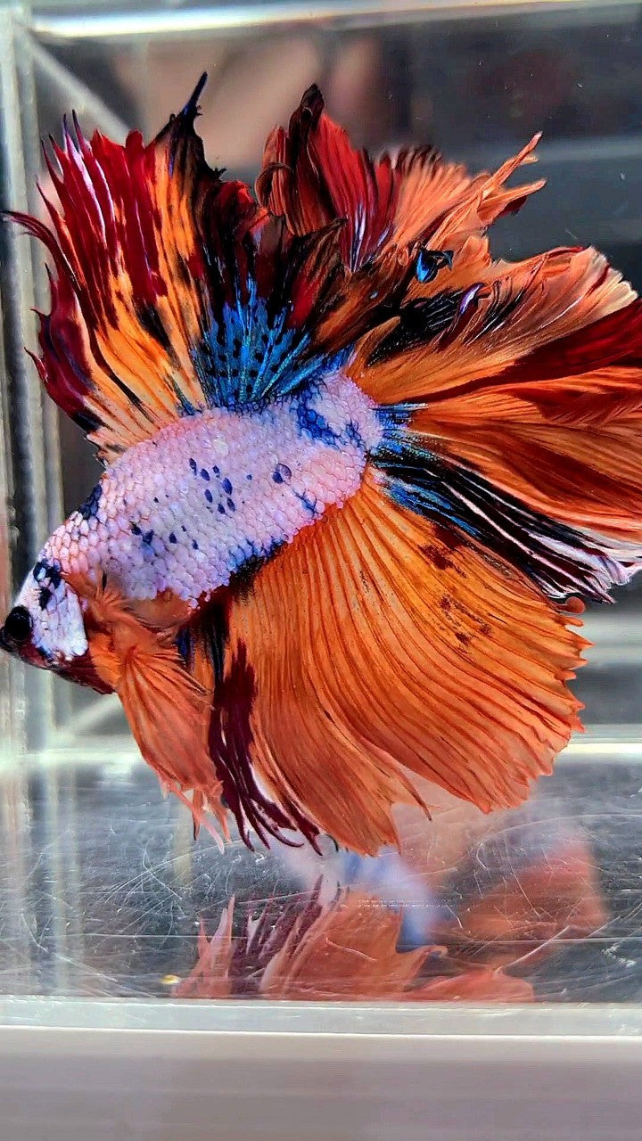 XL HALFMOON DOUBLE TAIL ROSETAIL ORANGE FANCY MULTICOLOR BETTA FISH