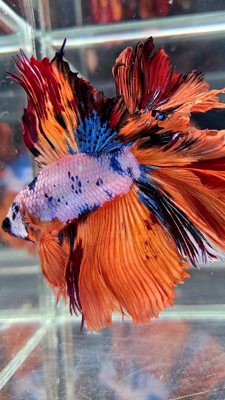 XL HALFMOON DOUBLE TAIL ROSETAIL ORANGE FANCY MULTICOLOR BETTA FISH