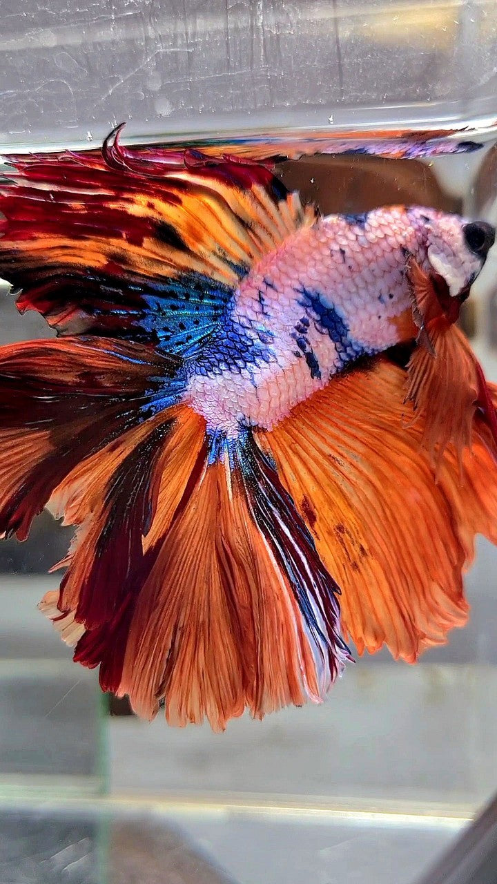 XL HALFMOON DOUBLE TAIL ROSETAIL ORANGE FANCY MULTICOLOR BETTA FISH