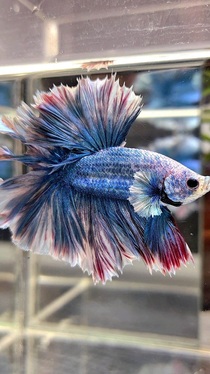 HALFMOON FEATHER TAIL BLUE GRIZZLE BETTA FISH