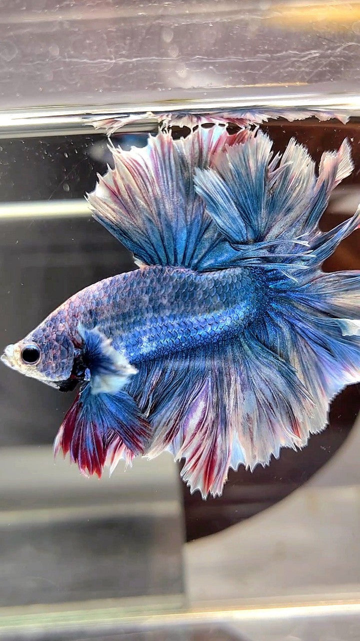 HALFMOON FEATHER TAIL BLUE GRIZZLE BETTA FISH