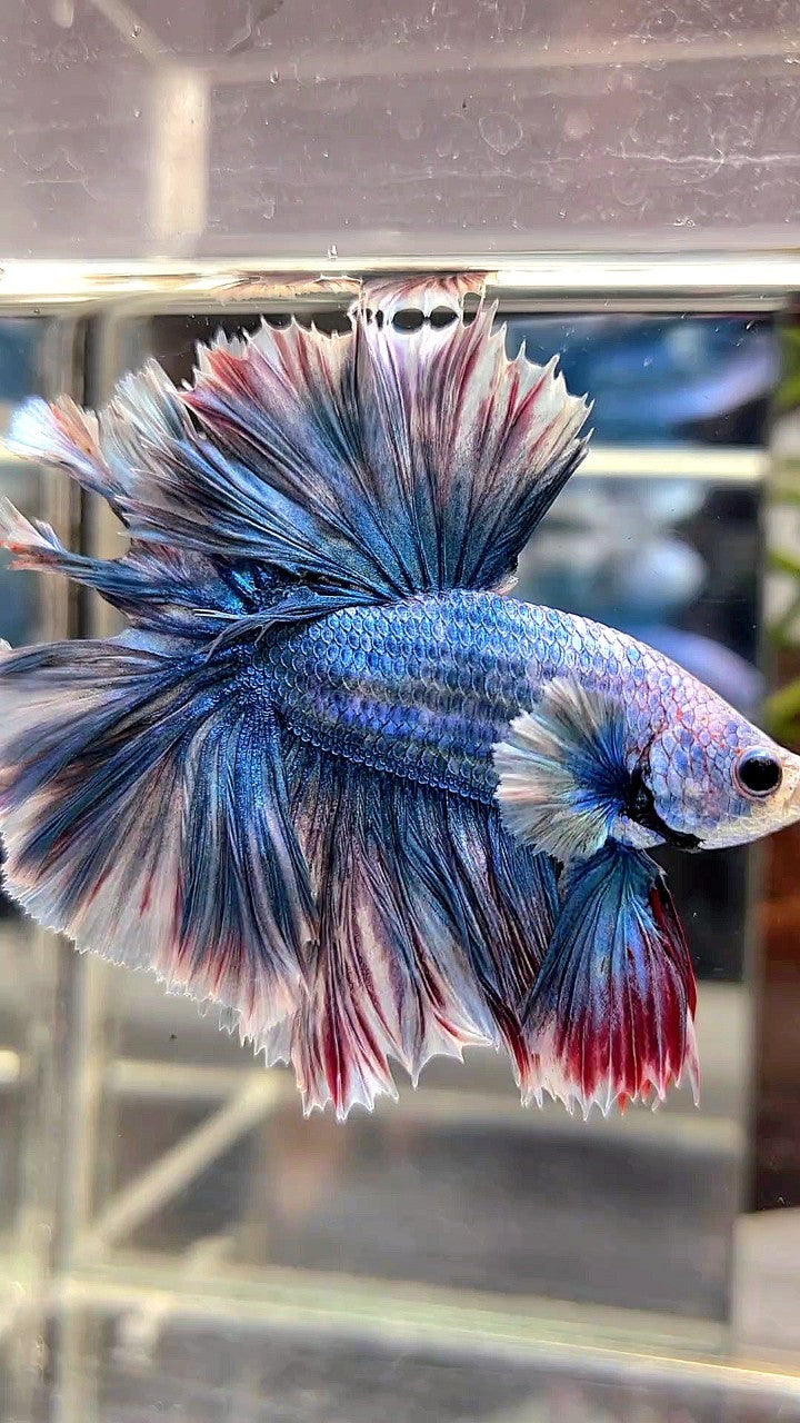 HALFMOON FEATHER TAIL BLUE GRIZZLE BETTA FISH