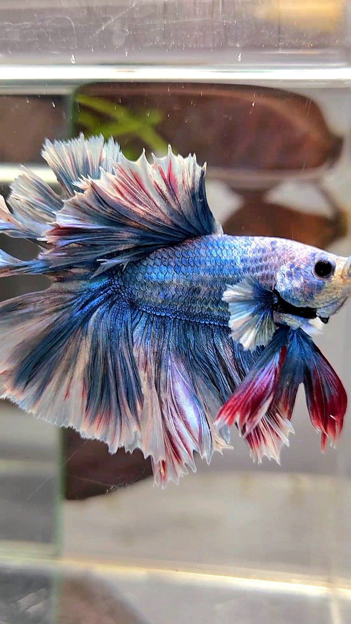 HALFMOON FEATHER TAIL BLUE GRIZZLE BETTA FISH