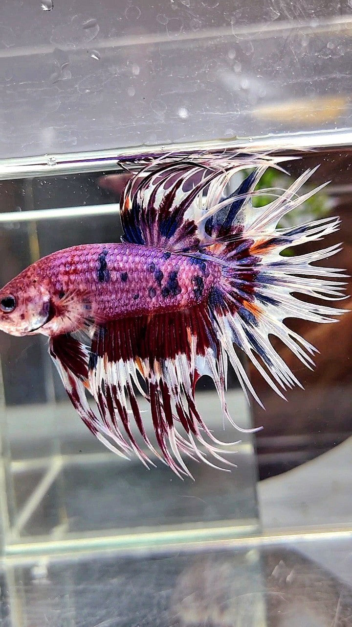 CROWNTAIL PURPLE PATTERN CANDY MULTICOLOR BETTA FISH