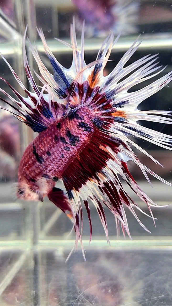 CROWNTAIL PURPLE PATTERN CANDY MULTICOLOR BETTA FISH