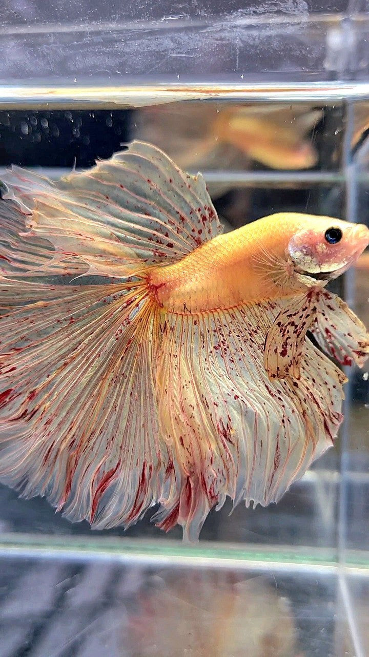 LUXURY XL HALFMOON OVERTAIL ROSETAIL YELLOW VANDA BETTA FISH