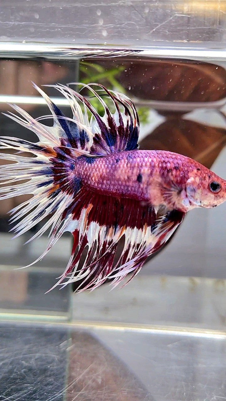 CROWNTAIL PURPLE PATTERN CANDY MULTICOLOR BETTA FISH