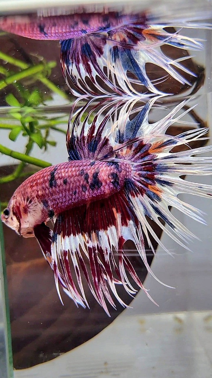 CROWNTAIL PURPLE PATTERN CANDY MULTICOLOR BETTA FISH