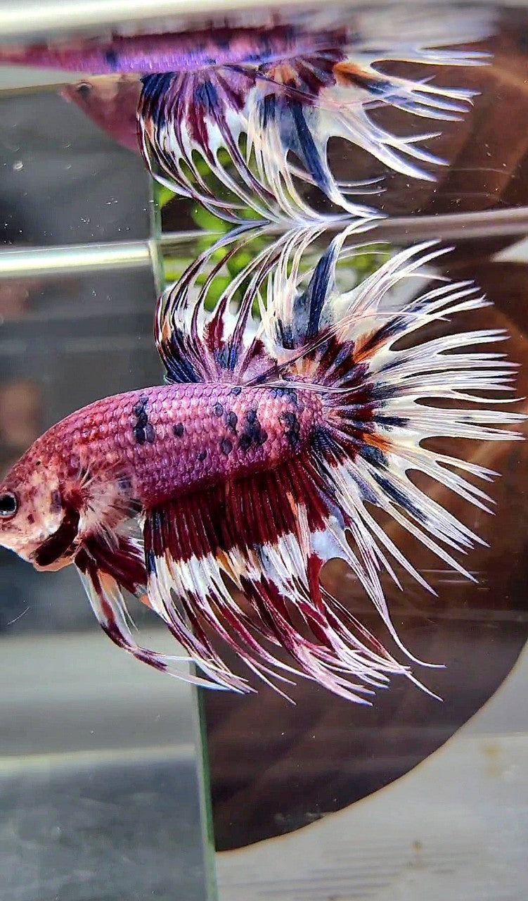 CROWNTAIL PURPLE PATTERN CANDY MULTICOLOR BETTA FISH