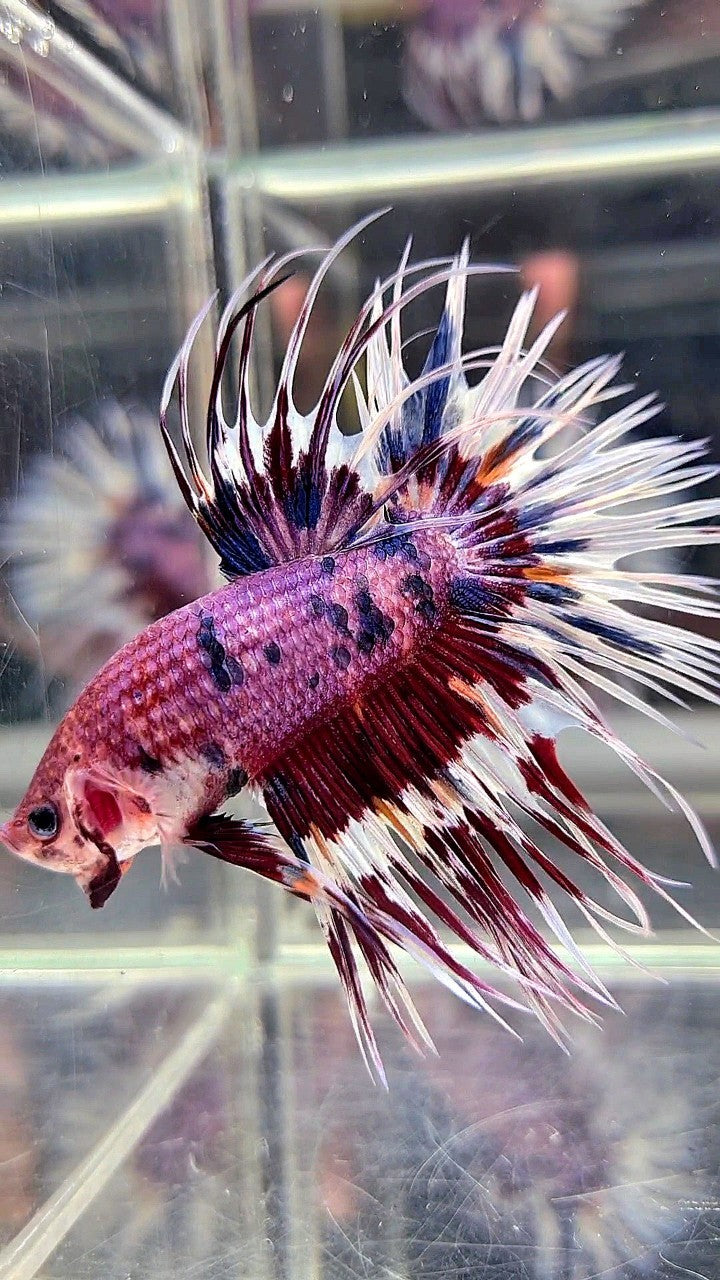 CROWNTAIL PURPLE PATTERN CANDY MULTICOLOR BETTA FISH