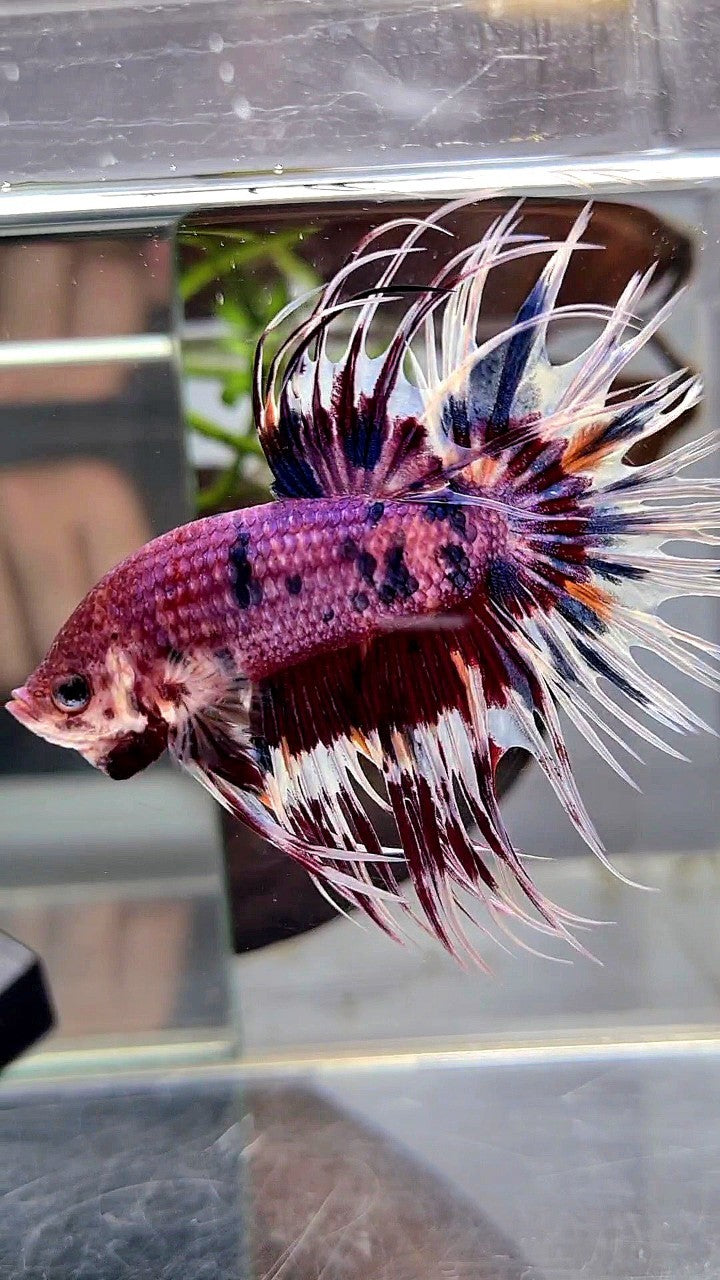 CROWNTAIL PURPLE PATTERN CANDY MULTICOLOR BETTA FISH