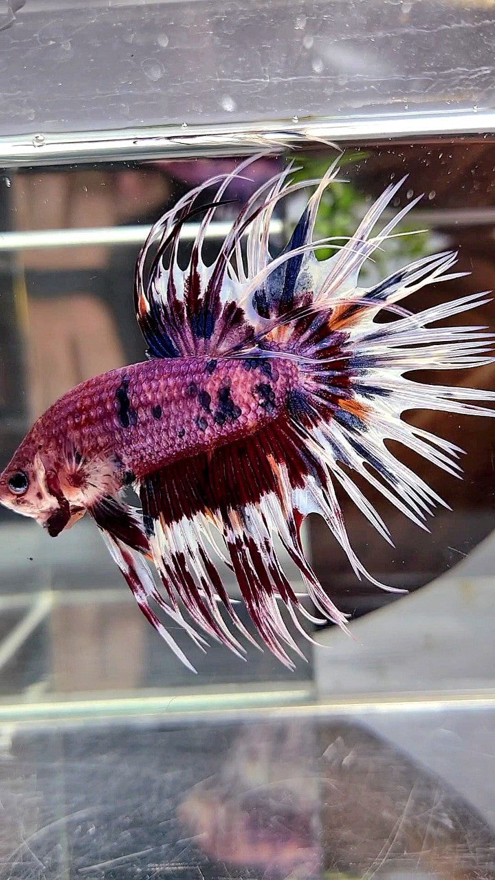 CROWNTAIL PURPLE PATTERN CANDY MULTICOLOR BETTA FISH