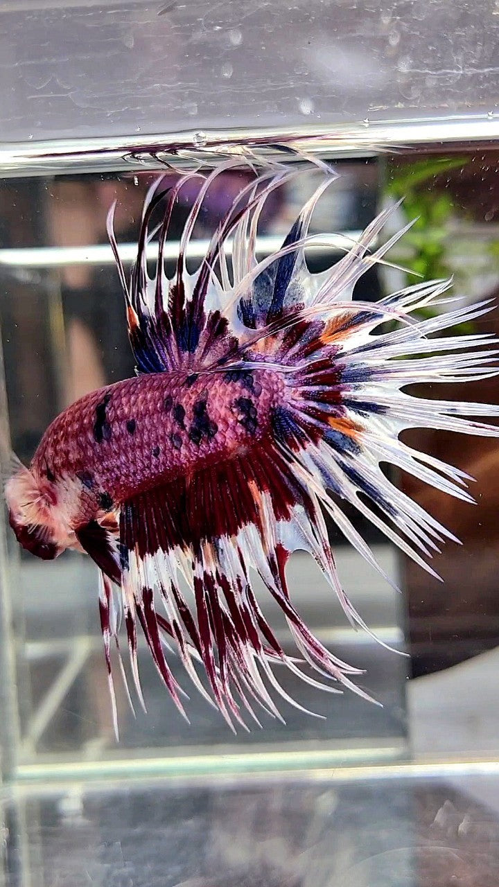 CROWNTAIL PURPLE PATTERN CANDY MULTICOLOR BETTA FISH