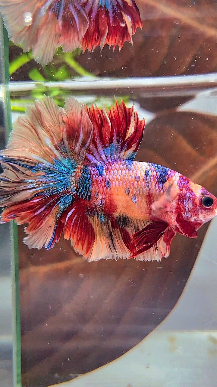 SHORTFIN HALFMOON ROSETAIL ORANGE RED CANDY MULTICOLOR BETTA FISH