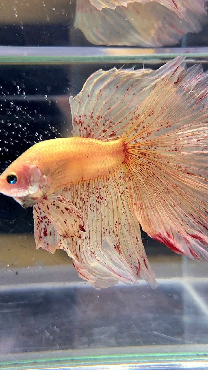 LUXURY XL HALFMOON OVERTAIL ROSETAIL YELLOW VANDA BETTA FISH