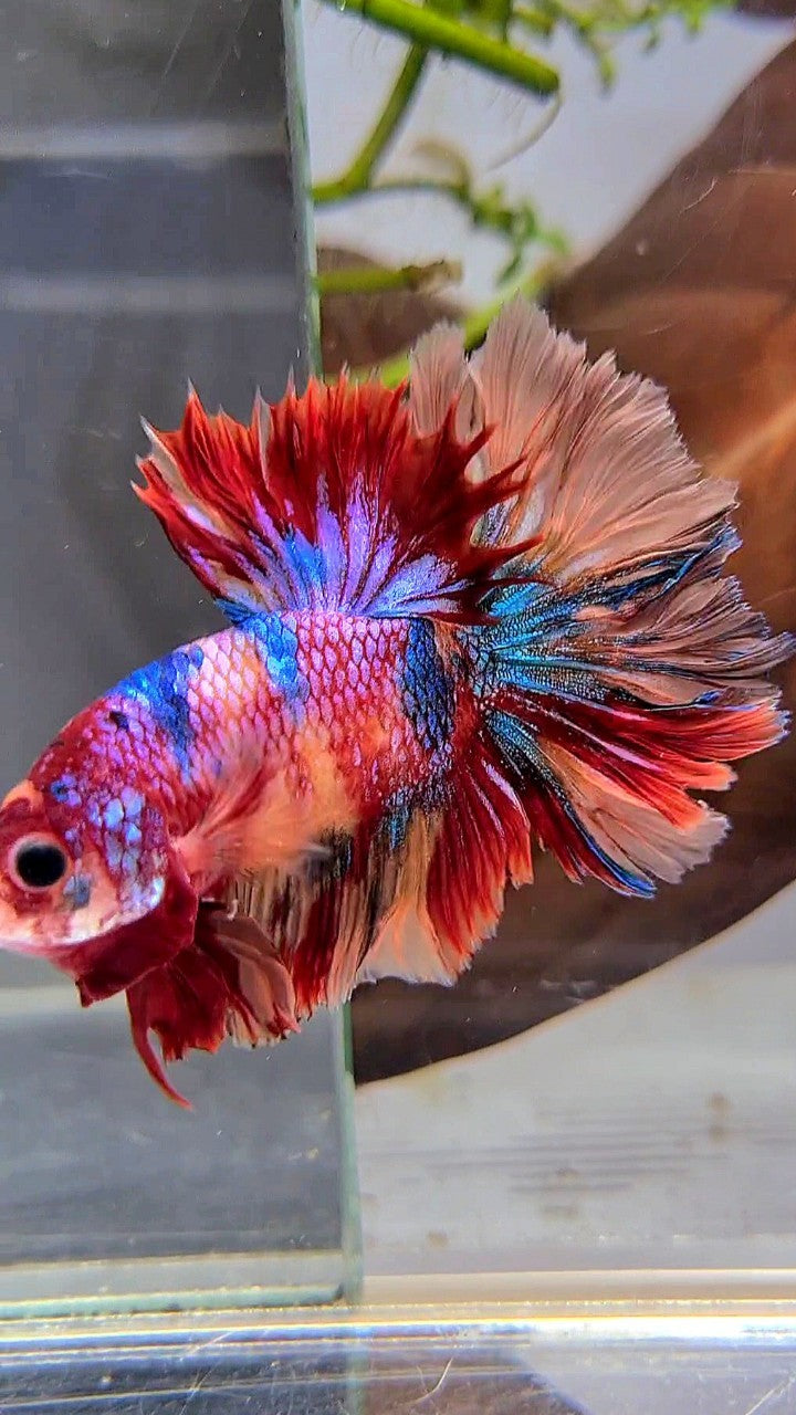 SHORTFIN HALFMOON ROSETAIL ORANGE RED CANDY MULTICOLOR BETTA FISH