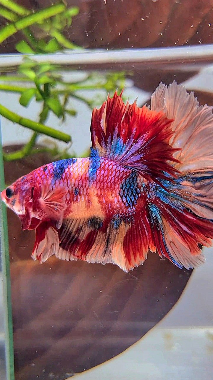 SHORTFIN HALFMOON ROSETAIL ORANGE RED CANDY MULTICOLOR BETTA FISH