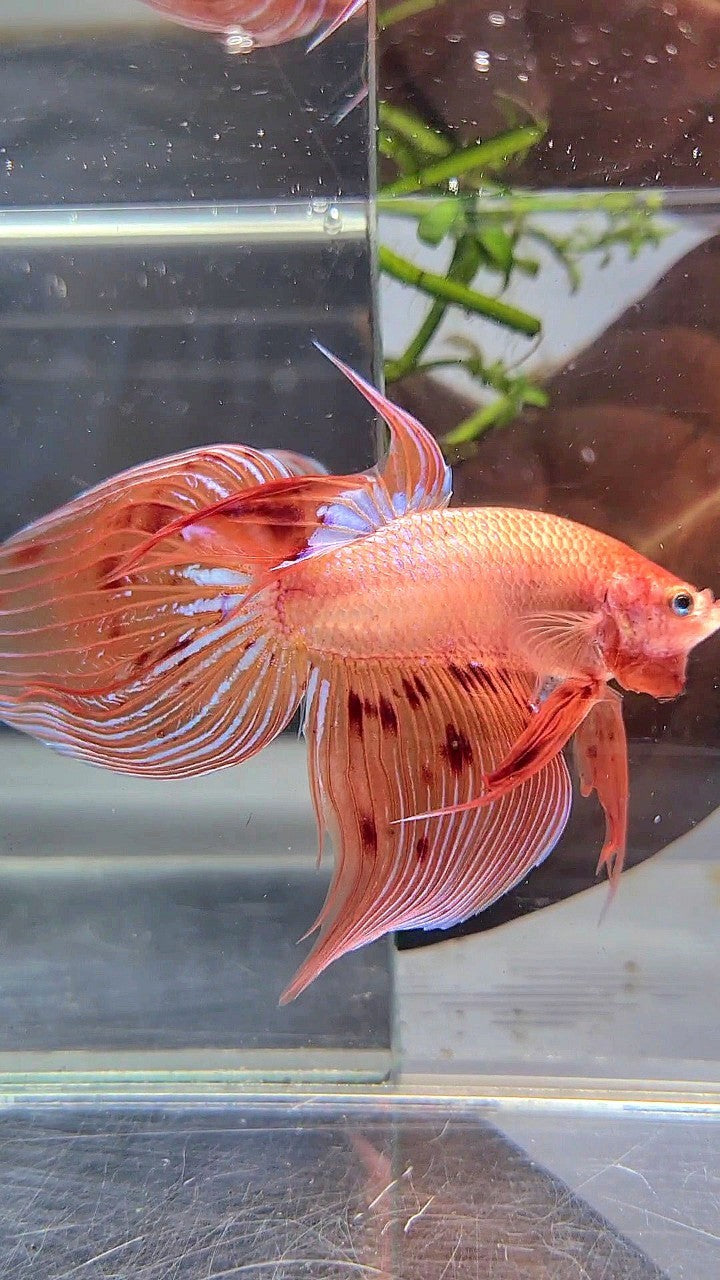 XL VEILTAIL ARMAGEDDON BETTA FISH