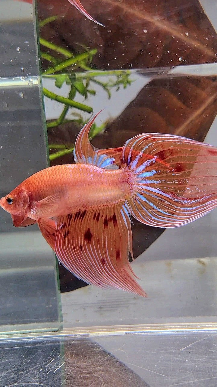 XL VEILTAIL ARMAGEDDON BETTA FISH