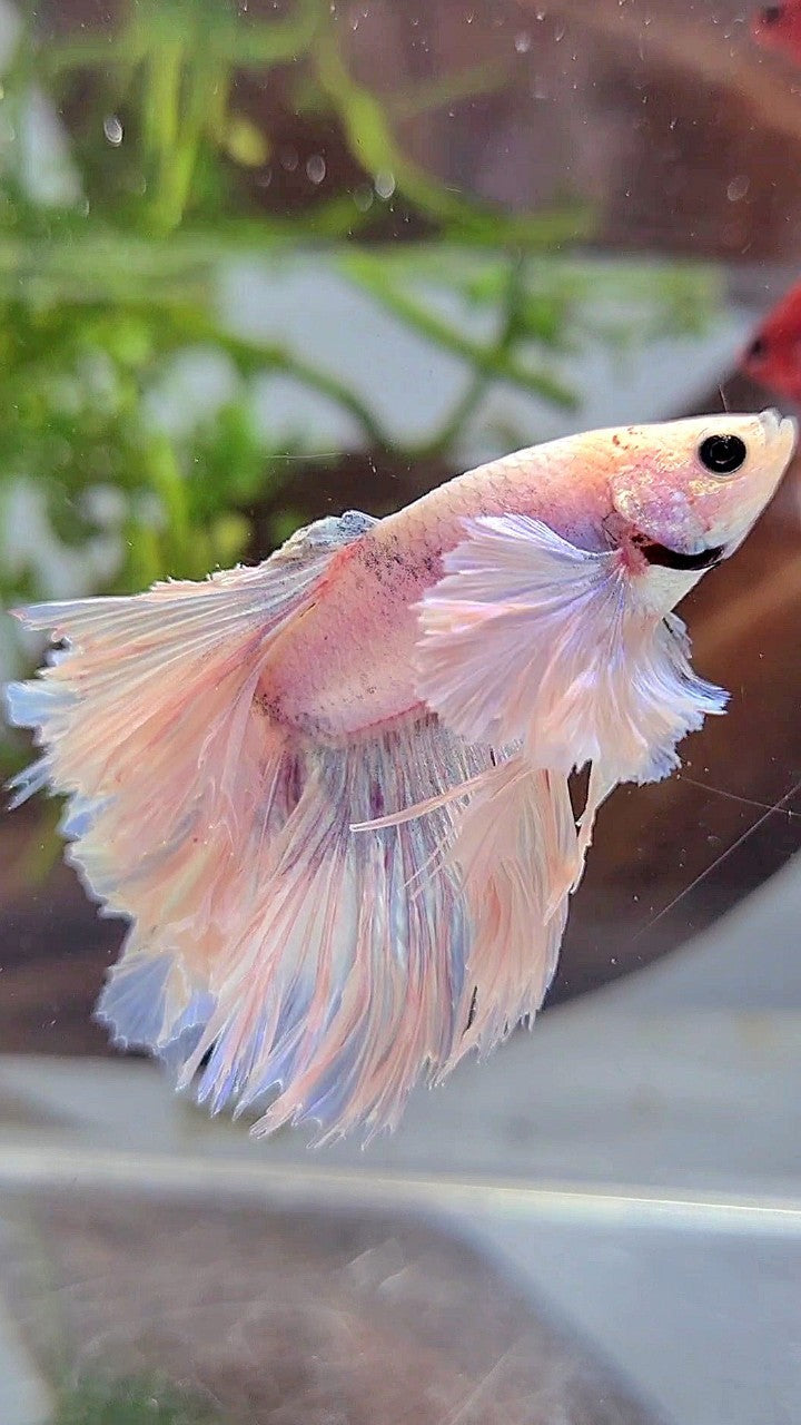 HALFMOON ROSETAIL SUPER DUMBO EAR WHITE VIOLET BETTA FISH