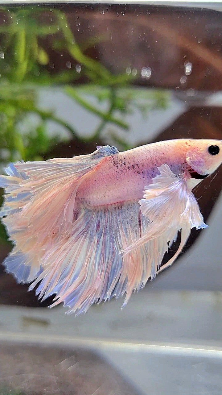 HALFMOON ROSETAIL SUPER DUMBO EAR WHITE VIOLET BETTA FISH