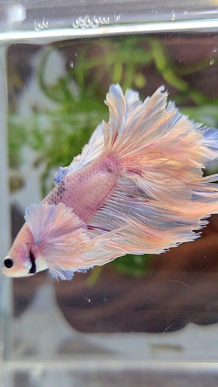 HALFMOON ROSETAIL SUPER DUMBO EAR WHITE VIOLET BETTA FISH