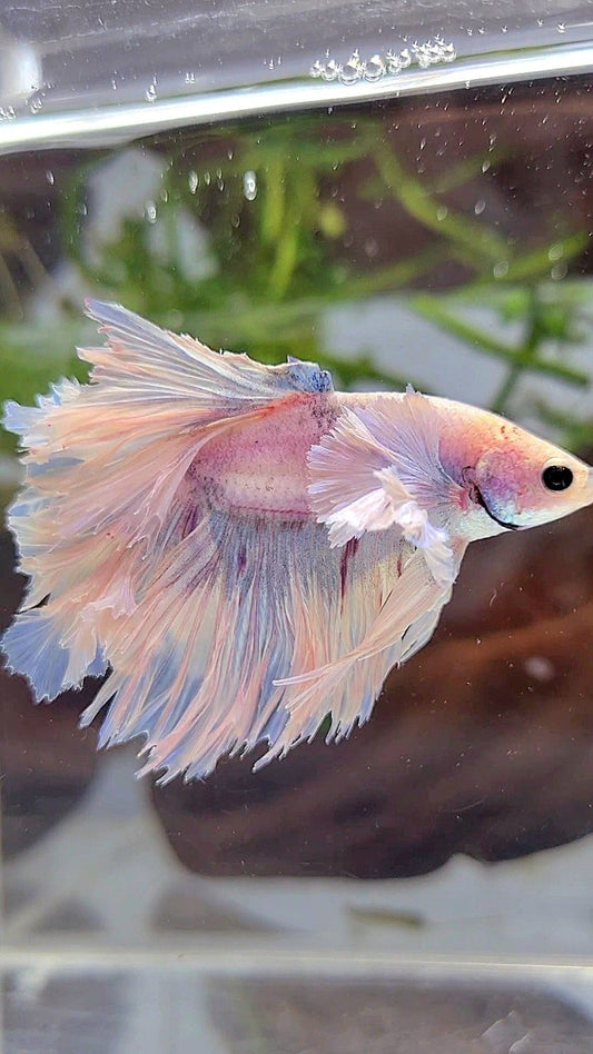 HALFMOON ROSETAIL SUPER DUMBO EAR WHITE VIOLET BETTA FISH