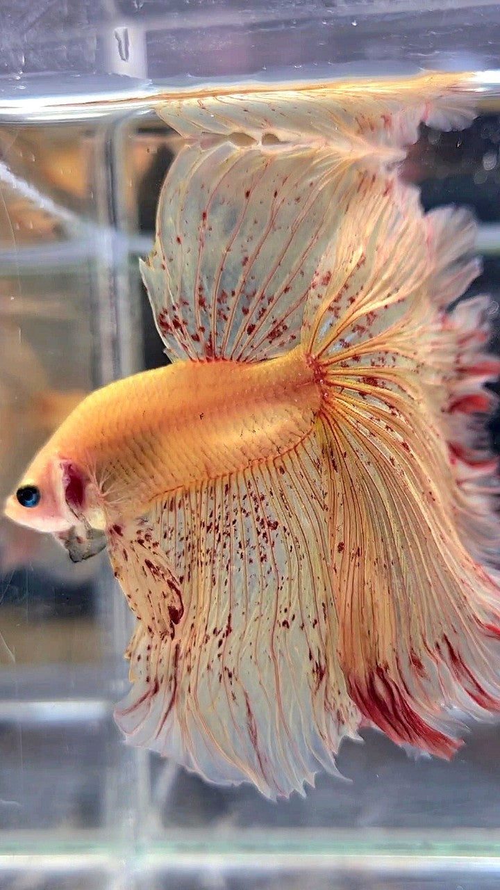 LUXURY XL HALFMOON OVERTAIL ROSETAIL YELLOW VANDA BETTA FISH