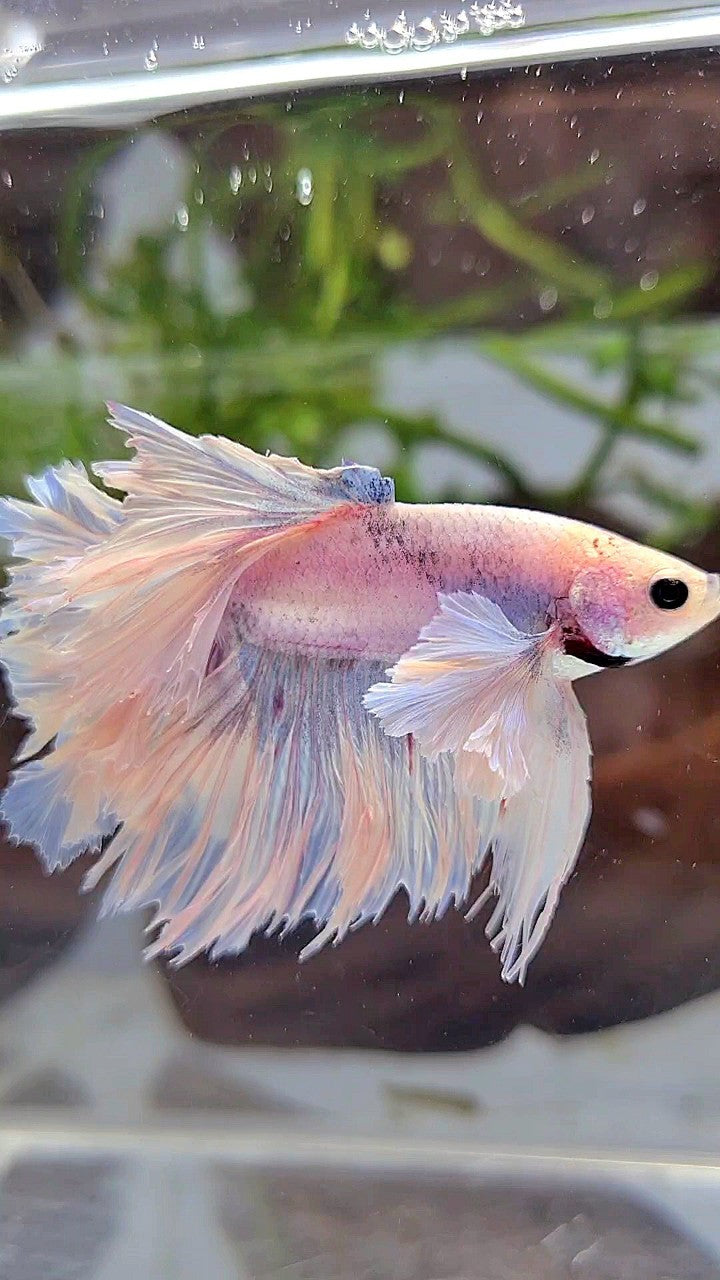 HALFMOON ROSETAIL SUPER DUMBO EAR WHITE VIOLET BETTA FISH