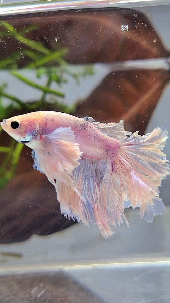 HALFMOON ROSETAIL SUPER DUMBO EAR WHITE VIOLET BETTA FISH