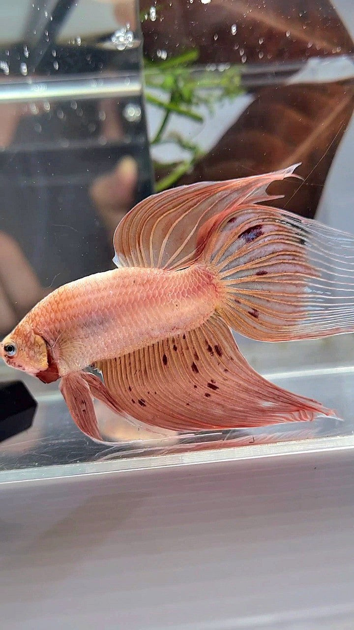 XXL VEILTAIL ARMAGEDDON BETTA FISH