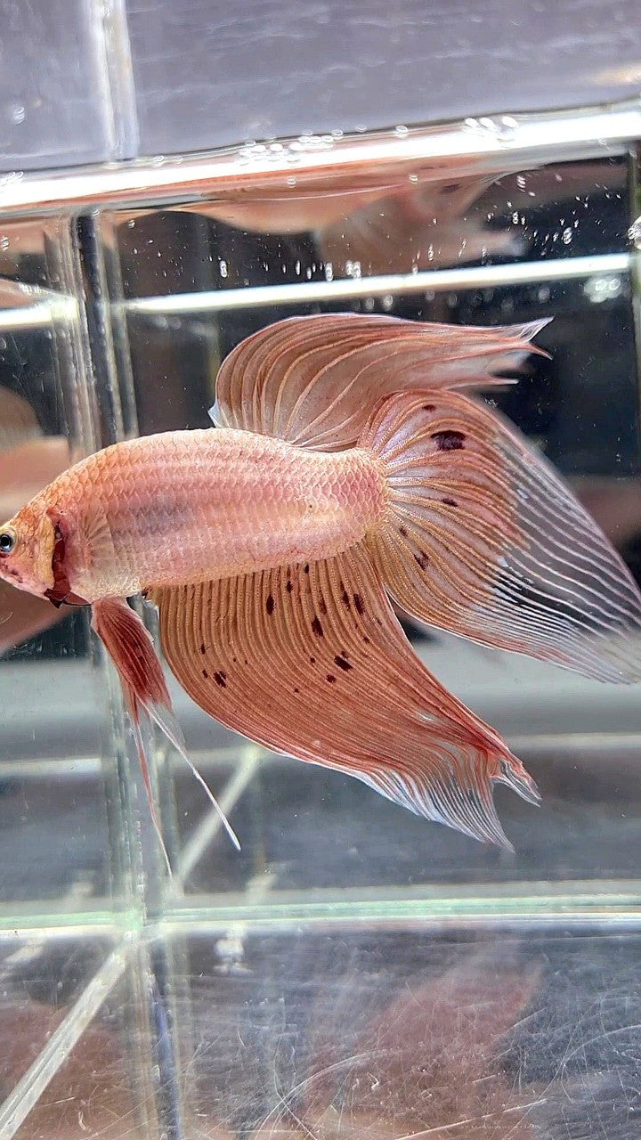 XXL VEILTAIL ARMAGEDDON BETTA FISH