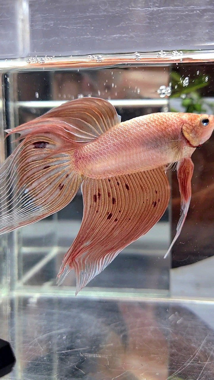 XXL VEILTAIL ARMAGEDDON BETTA FISH