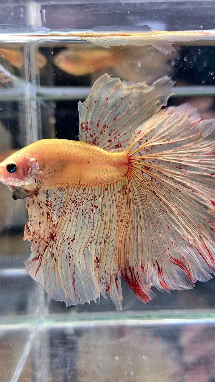 LUXURY XL HALFMOON OVERTAIL ROSETAIL YELLOW VANDA BETTA FISH