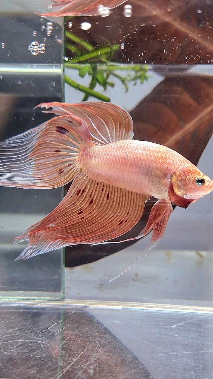 XXL VEILTAIL ARMAGEDDON BETTA FISH