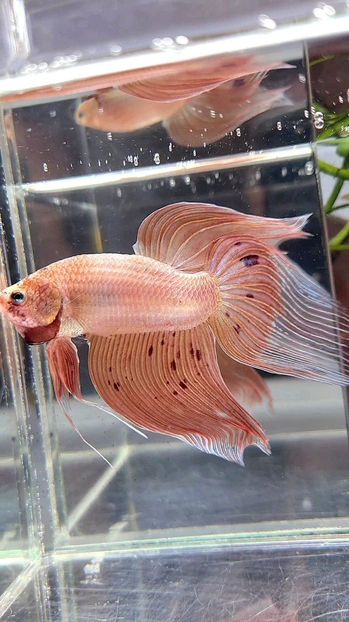 XXL VEILTAIL ARMAGEDDON BETTA FISH