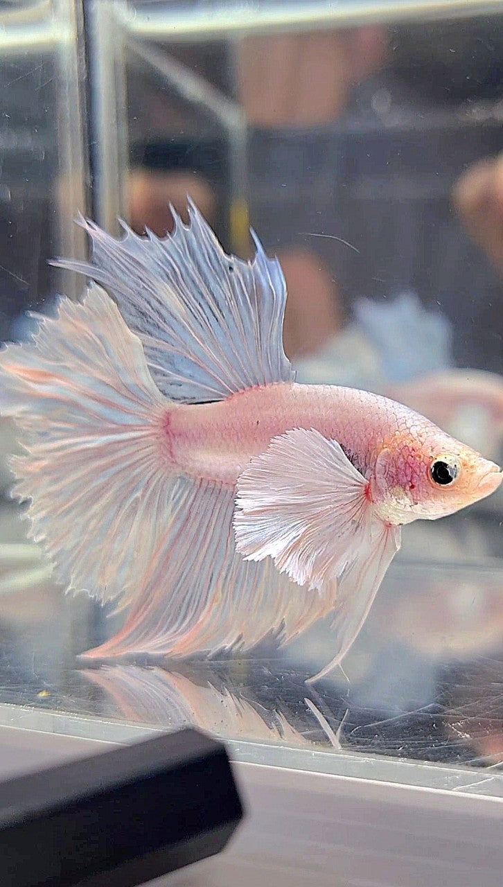 HALFMOON DUMBO EAR ROSETAIL WHITE BETTA FISH