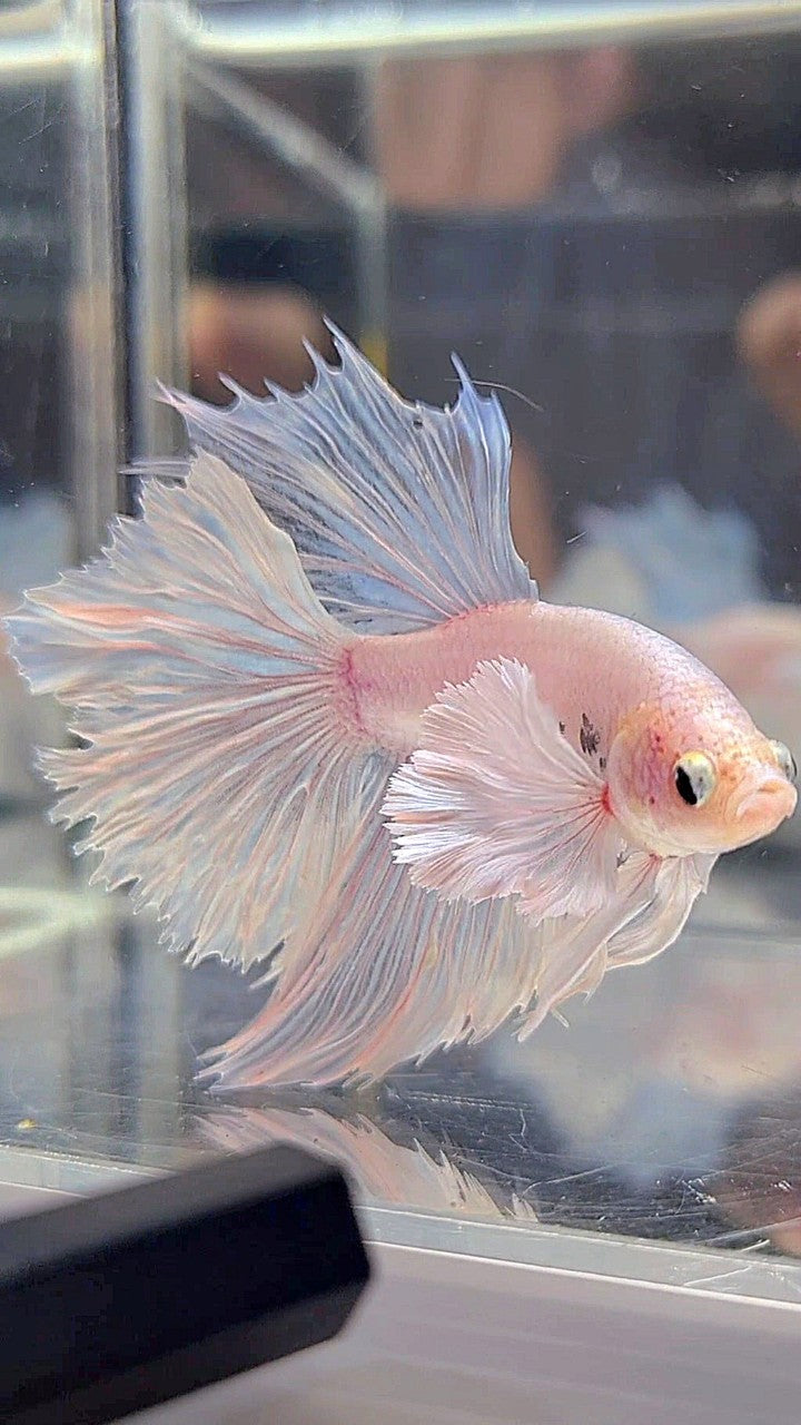 HALFMOON DUMBO EAR ROSETAIL WHITE BETTA FISH