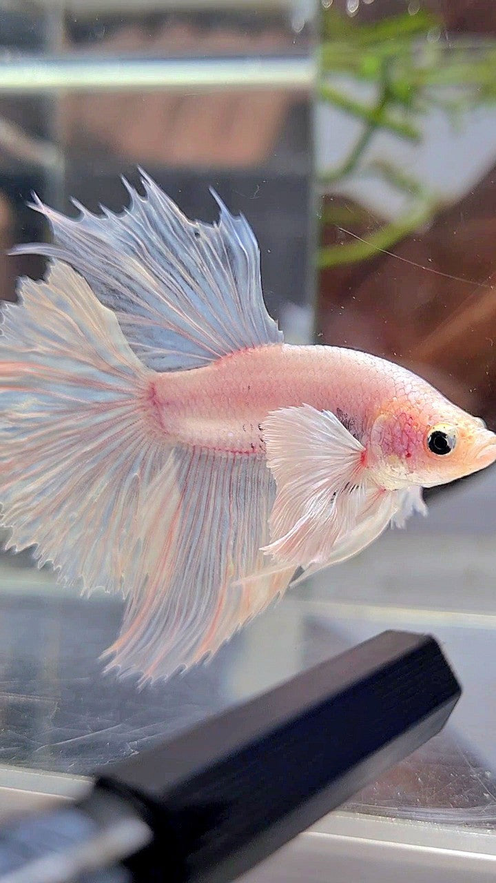 HALFMOON DUMBO EAR ROSETAIL WHITE BETTA FISH