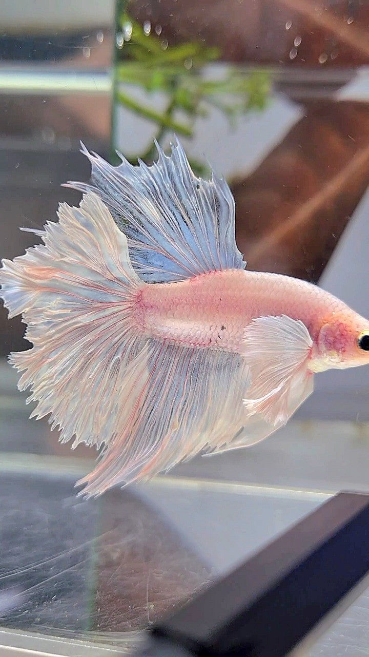 HALFMOON DUMBO EAR ROSETAIL WHITE BETTA FISH