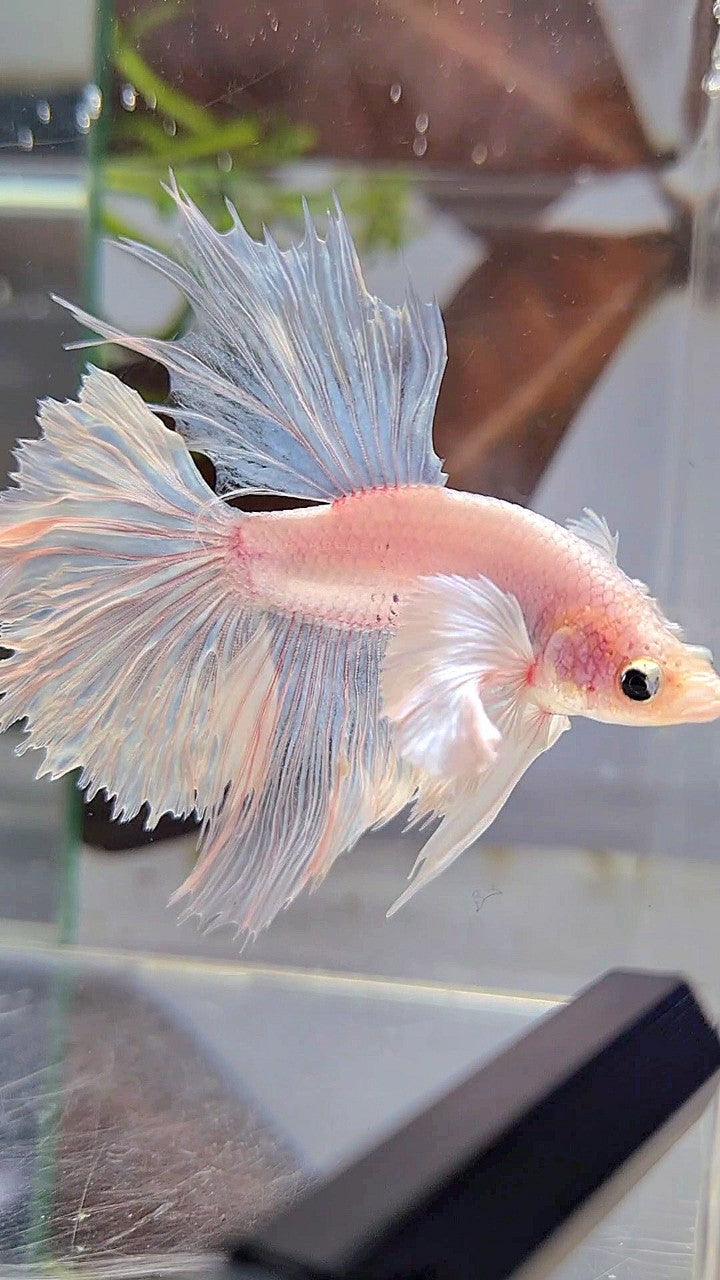 HALFMOON DUMBO EAR ROSETAIL WHITE BETTA FISH