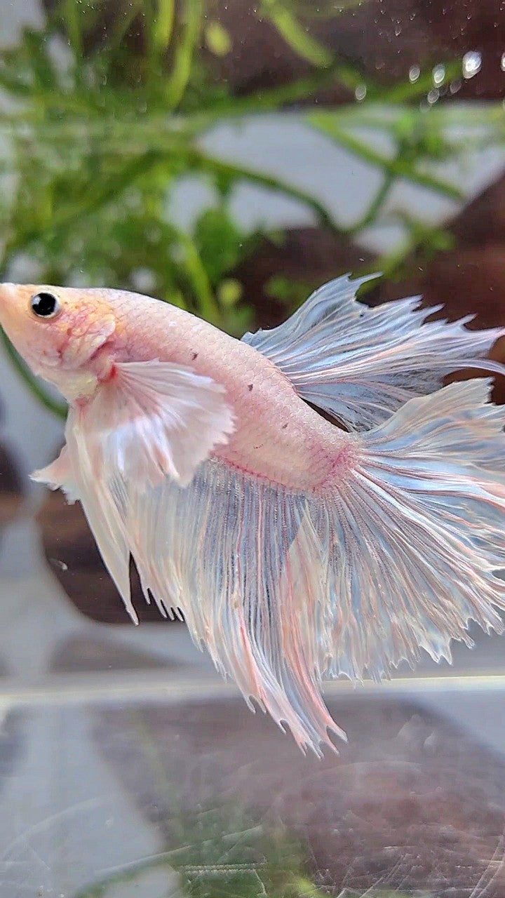 HALFMOON DUMBO EAR ROSETAIL WHITE BETTA FISH