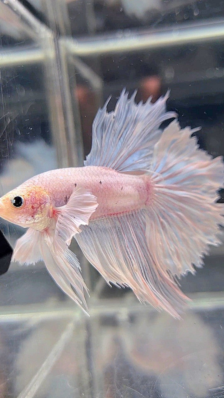 HALFMOON DUMBO EAR ROSETAIL WHITE BETTA FISH