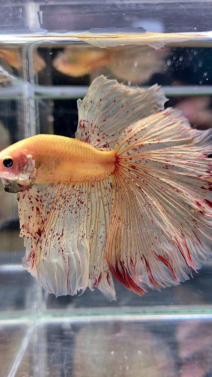 LUXURY XL HALFMOON OVERTAIL ROSETAIL YELLOW VANDA BETTA FISH