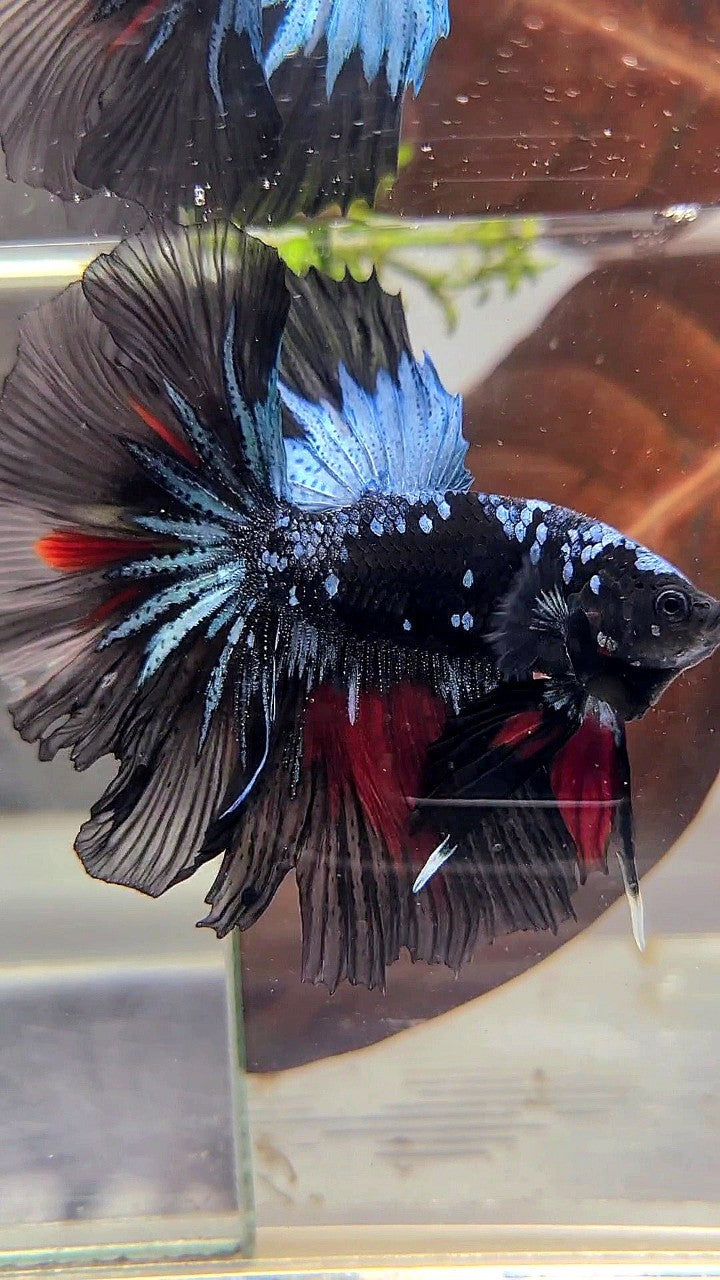 HALFMOON ROSETAIL BLACK GALAXY AVATAR BLUE RED WASH BETTA FISH