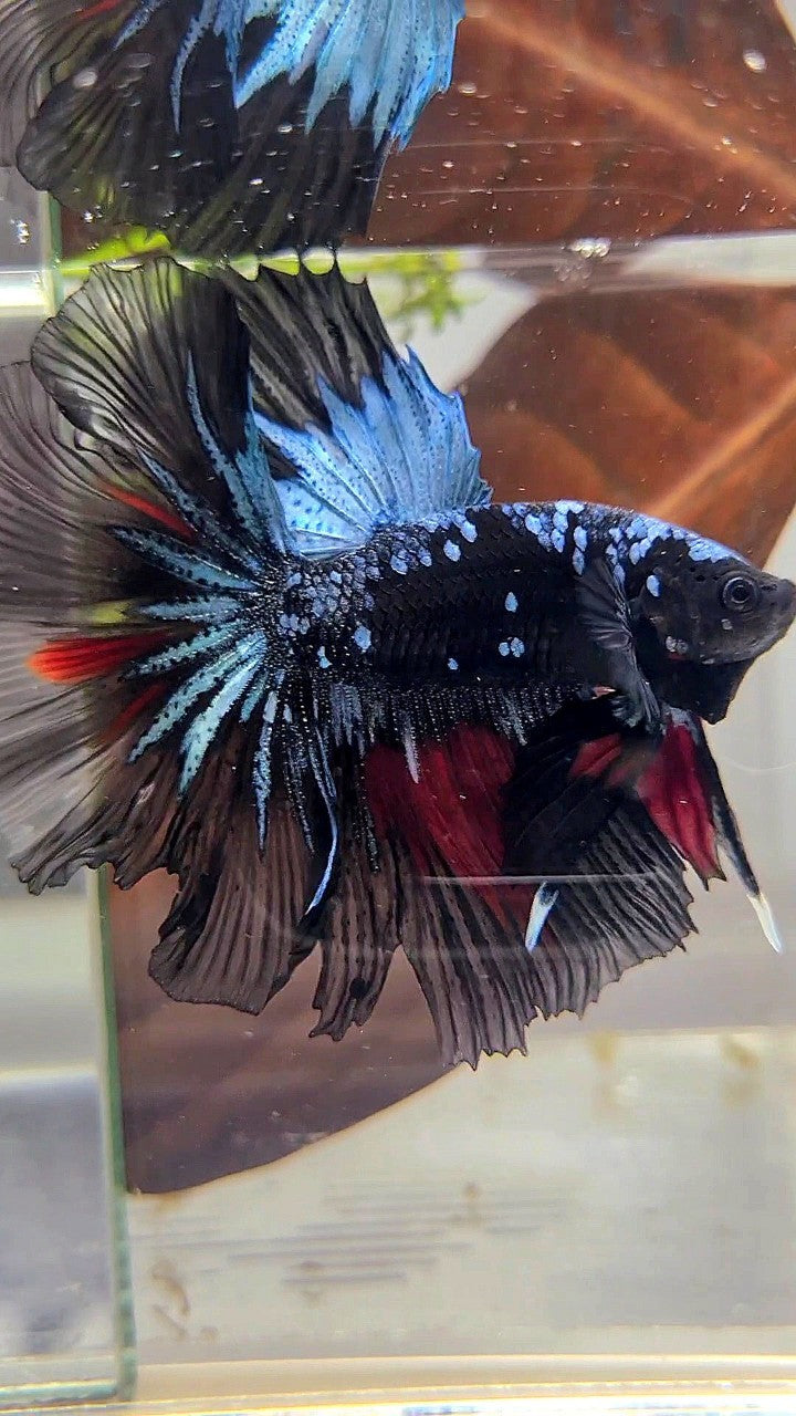 HALFMOON ROSETAIL BLACK GALAXY AVATAR BLUE RED WASH BETTA FISH