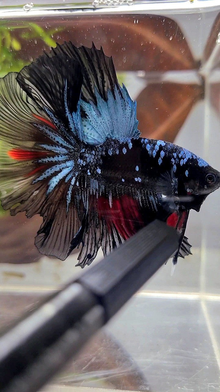 HALFMOON ROSETAIL BLACK GALAXY AVATAR BLUE RED WASH BETTA FISH