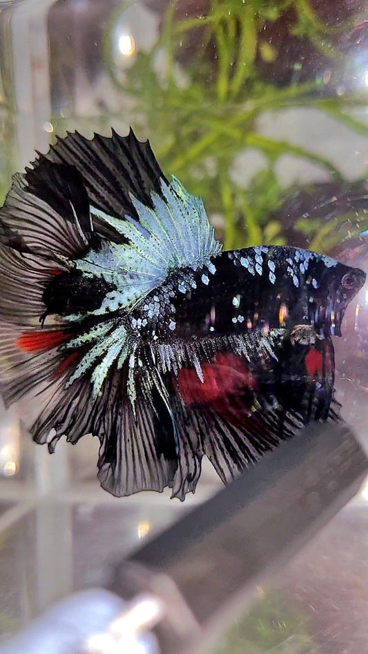 HALFMOON ROSETAIL BLACK GALAXY AVATAR BLUE RED WASH BETTA FISH