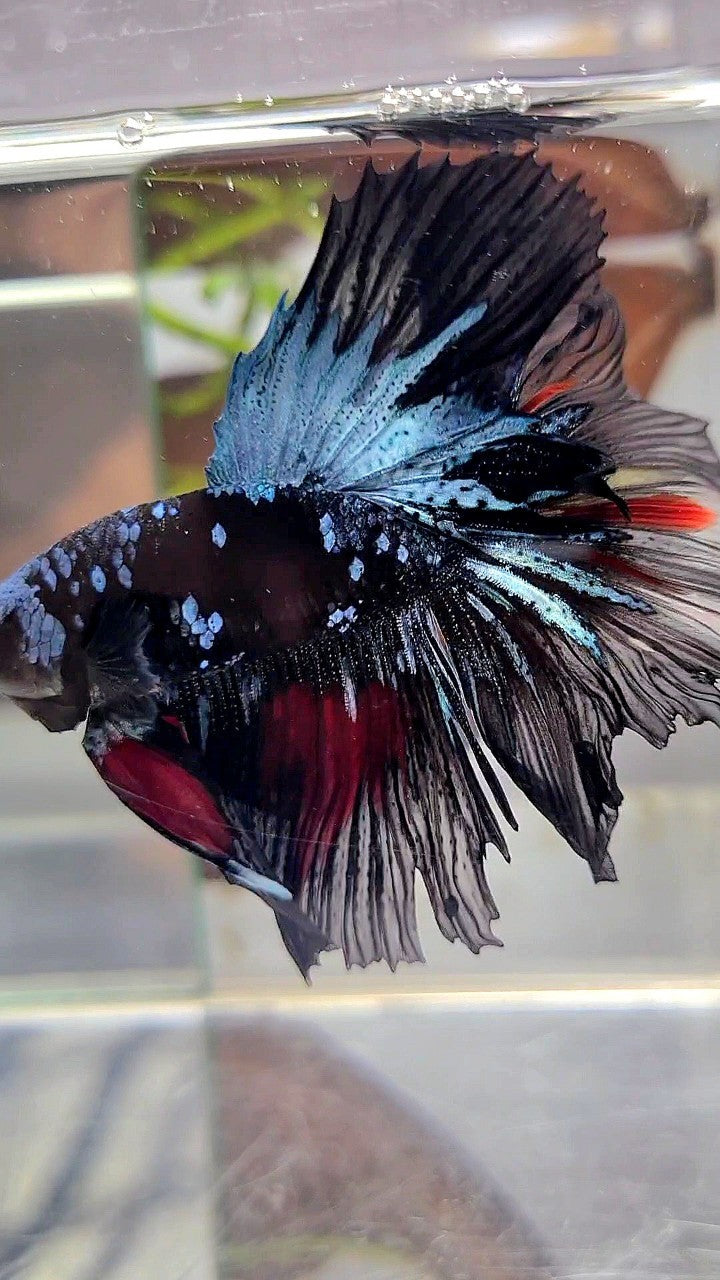 HALFMOON ROSETAIL BLACK GALAXY AVATAR BLUE RED WASH BETTA FISH